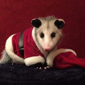 Meet your Posher, Luis